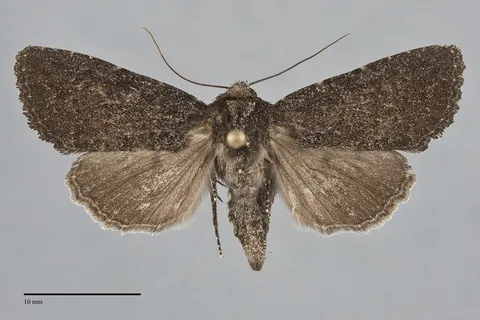 Aseptis fanatica