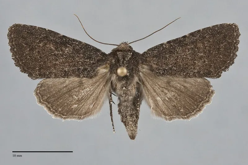 Aseptis fanatica