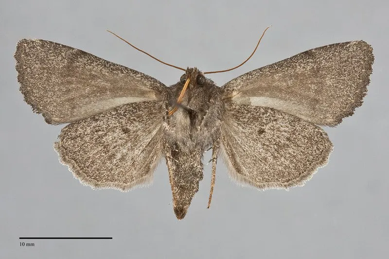 Aseptis fanatica