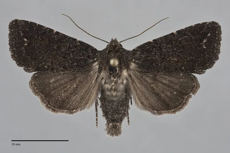 Aseptis fanatica