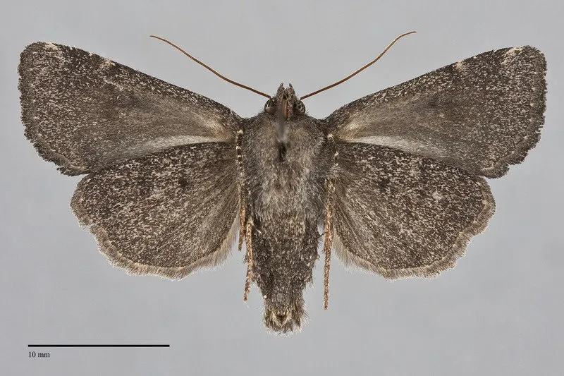 Aseptis fanatica
