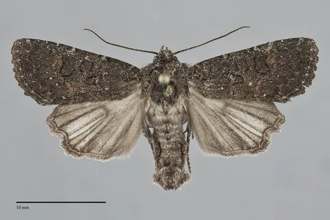 Aseptis fumosa