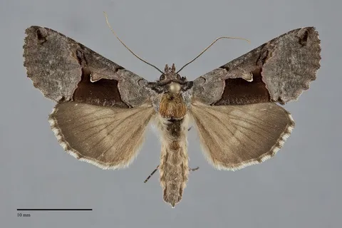 Autographa ampla