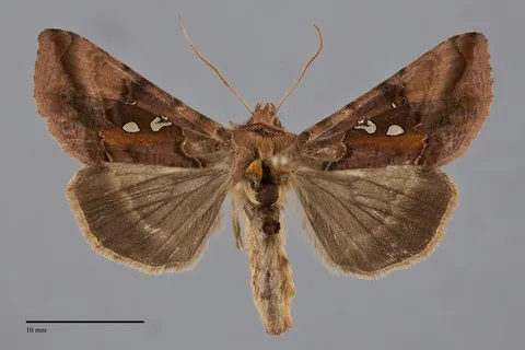 Autographa bimaculata