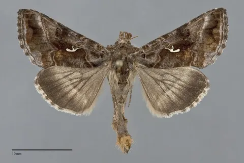 Autographa buraetica
