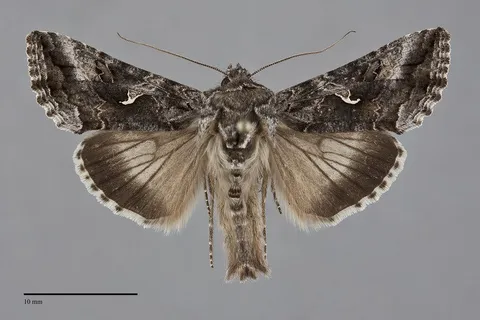 Autographa californica