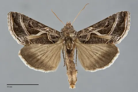 Autographa flagellum