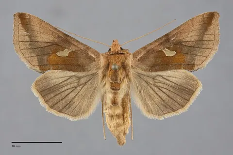 Autographa metallica