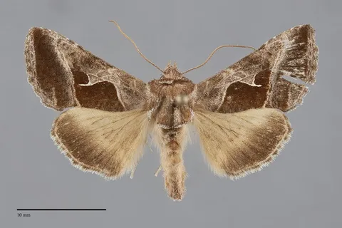 Autographa pasiphaeia
