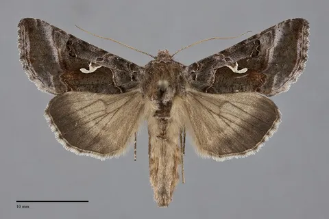 Autographa pseudogamma
