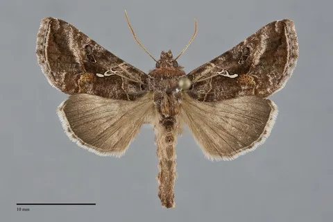 Autographa rubidus
