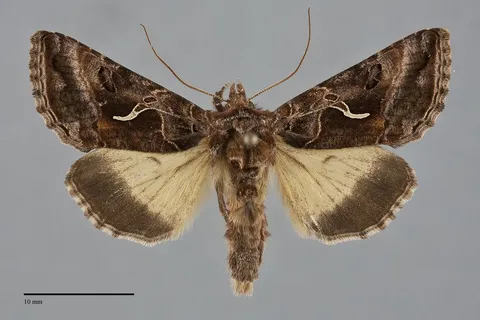 Autographa sansoni