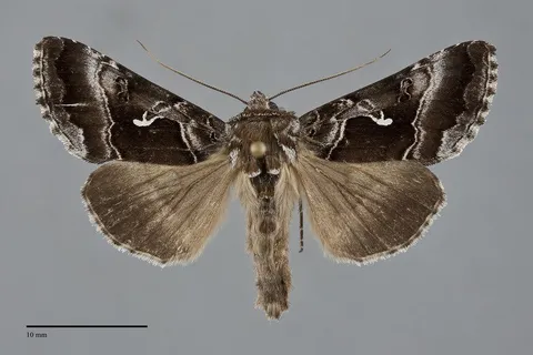 Autographa speciosa