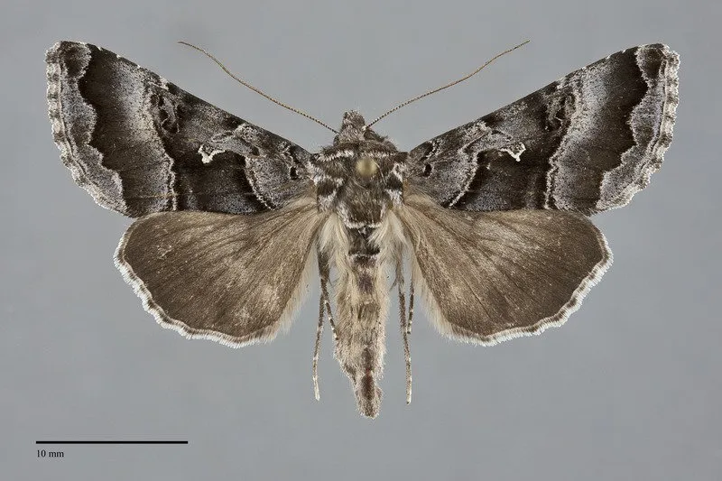 Autographa v-alba