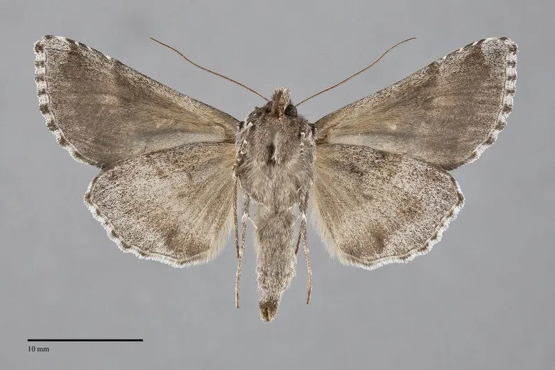 Autographa v-alba