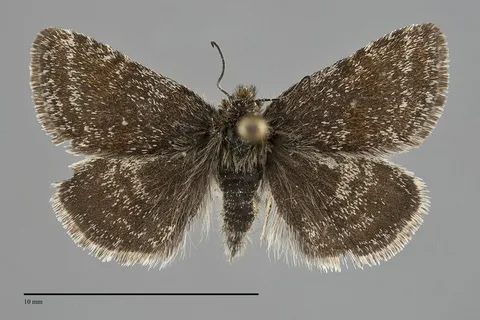 Axenus arvalis