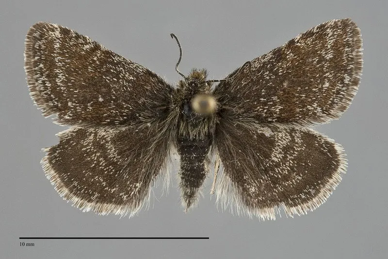 Axenus arvalis