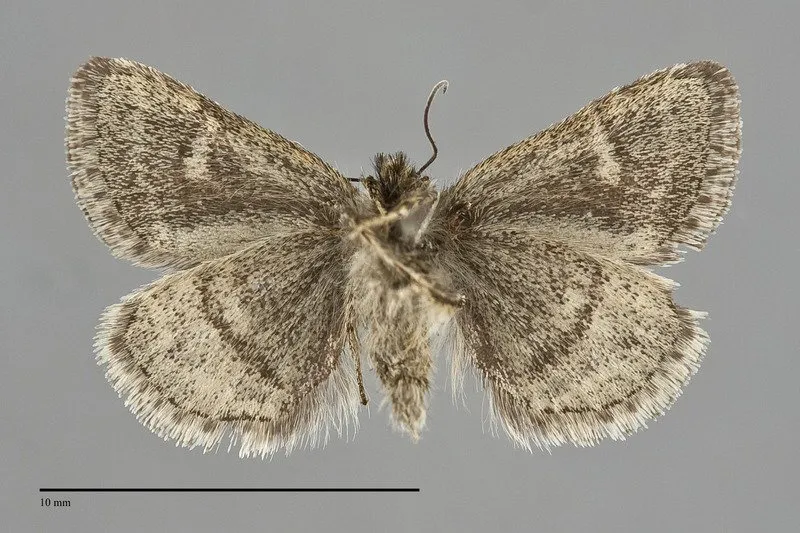 Axenus arvalis
