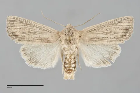 Benjaminiola colorada