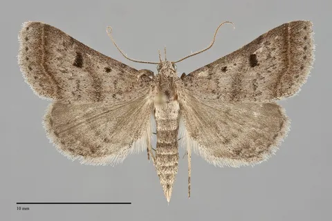 Bleptina caradrinalis