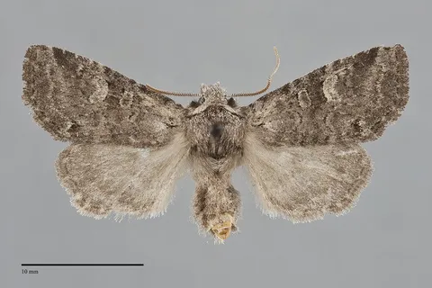 Brachylomia algens