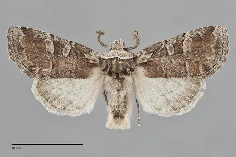 Brachylomia elda