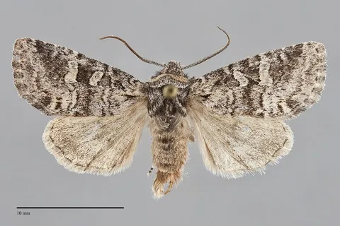 Brachylomia obscurifascia