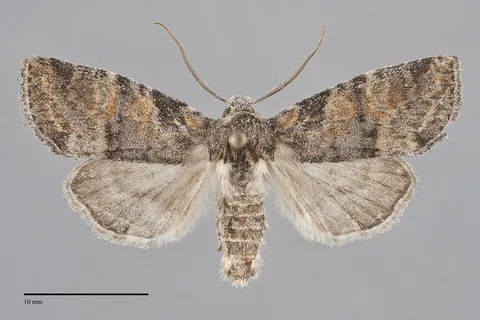Brachylomia populi