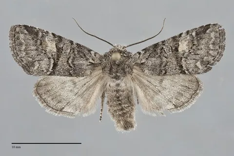 Brachylomia rectifascia