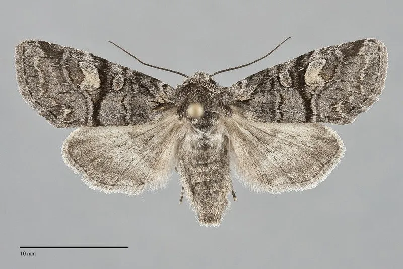 Brachylomia rectifascia