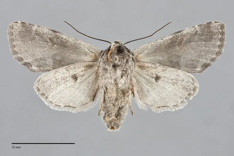 Brachylomia rectifascia