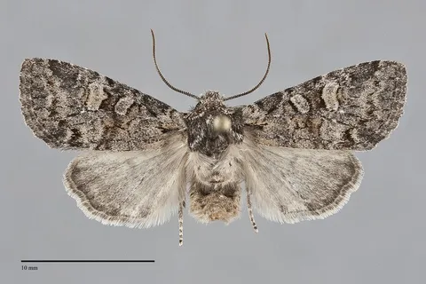 Brachylomia sierra