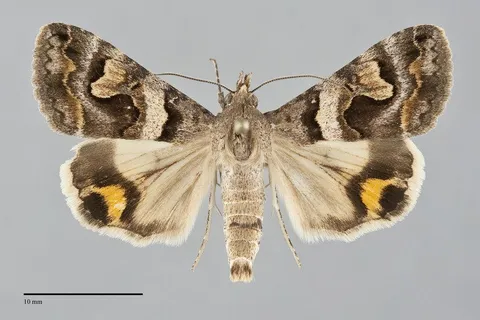 Bulia deducta