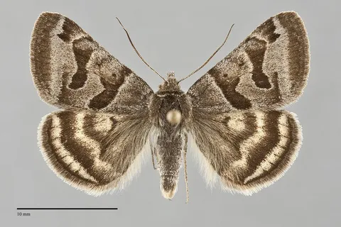 Caenurgina annexa