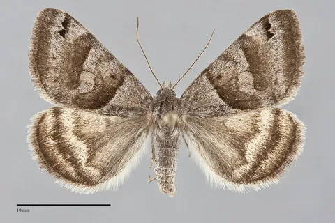 Caenurgina crassiuscula