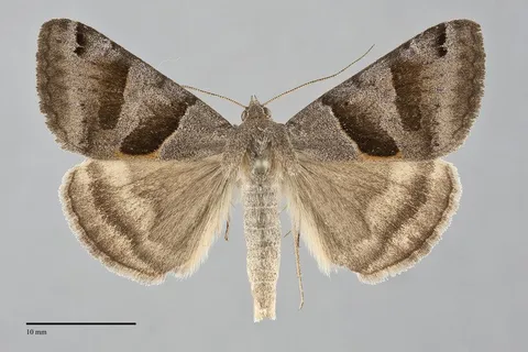 Caenurgina erechtea