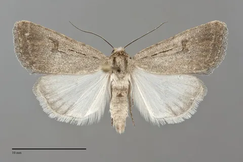 Caradrina atrostriga