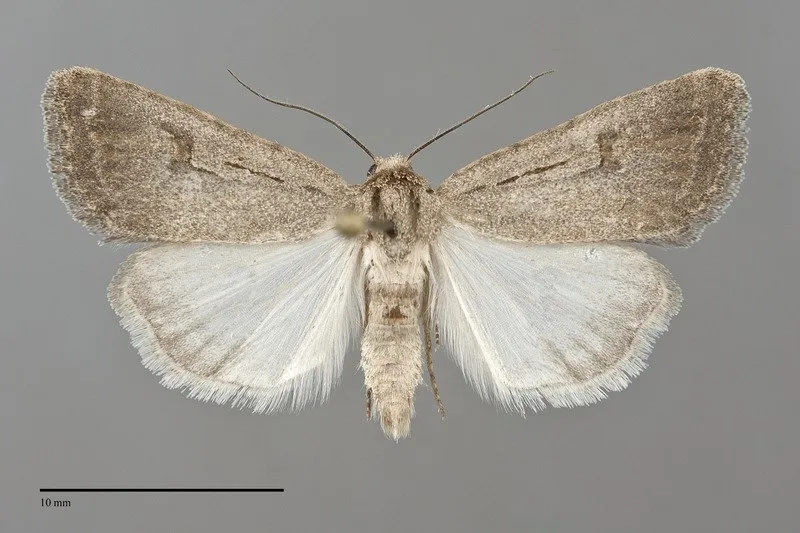 Caradrina atrostriga