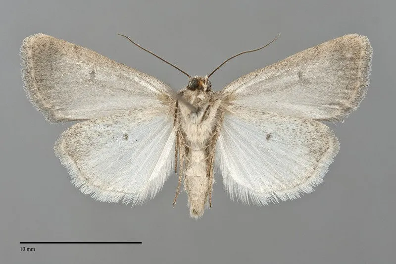 Caradrina atrostriga
