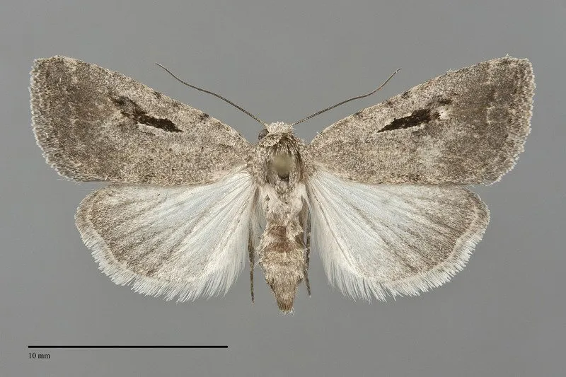 Caradrina atrostriga