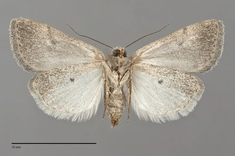 Caradrina atrostriga