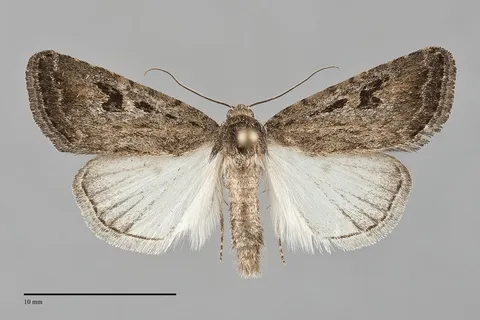 Caradrina camina