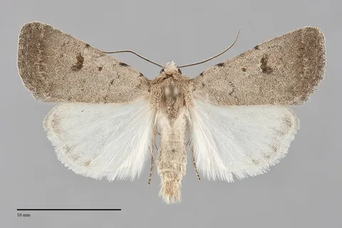Caradrina meralis