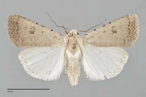 Caradrina montana
