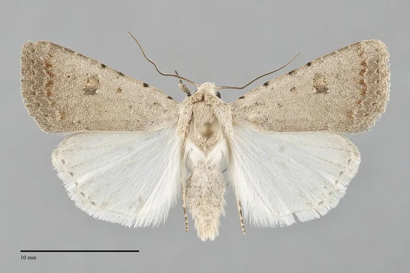 Caradrina montana
