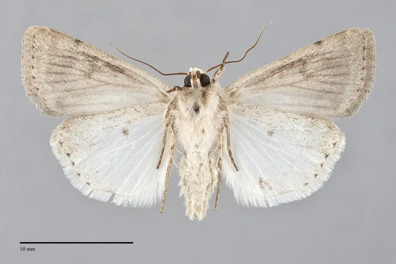 Caradrina montana