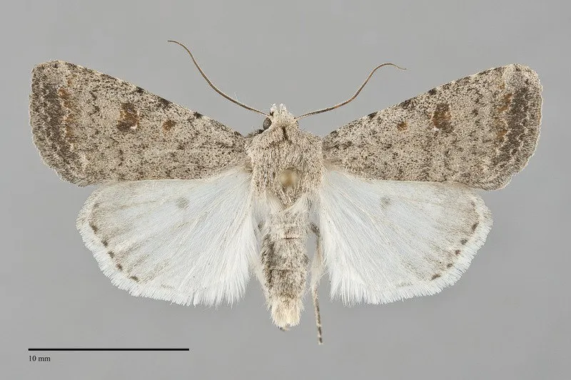 Caradrina montana