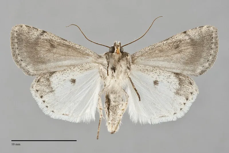Caradrina montana