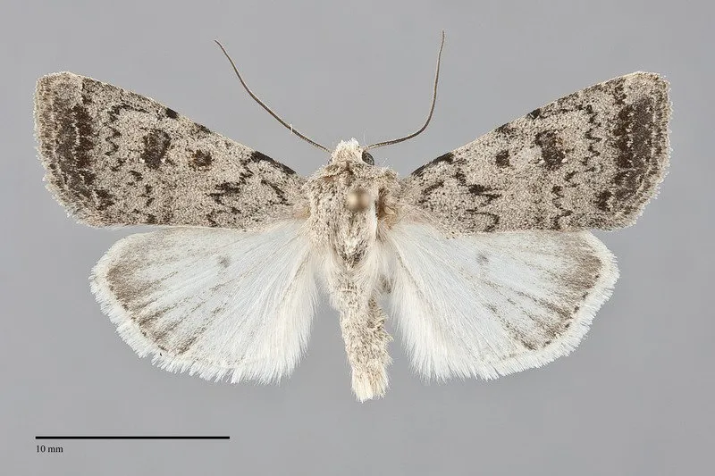 Caradrina montana