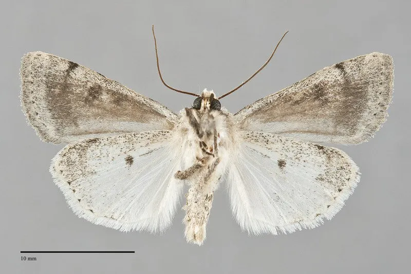 Caradrina montana